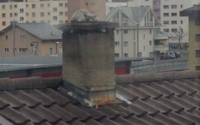 Katzenrettung Kamin