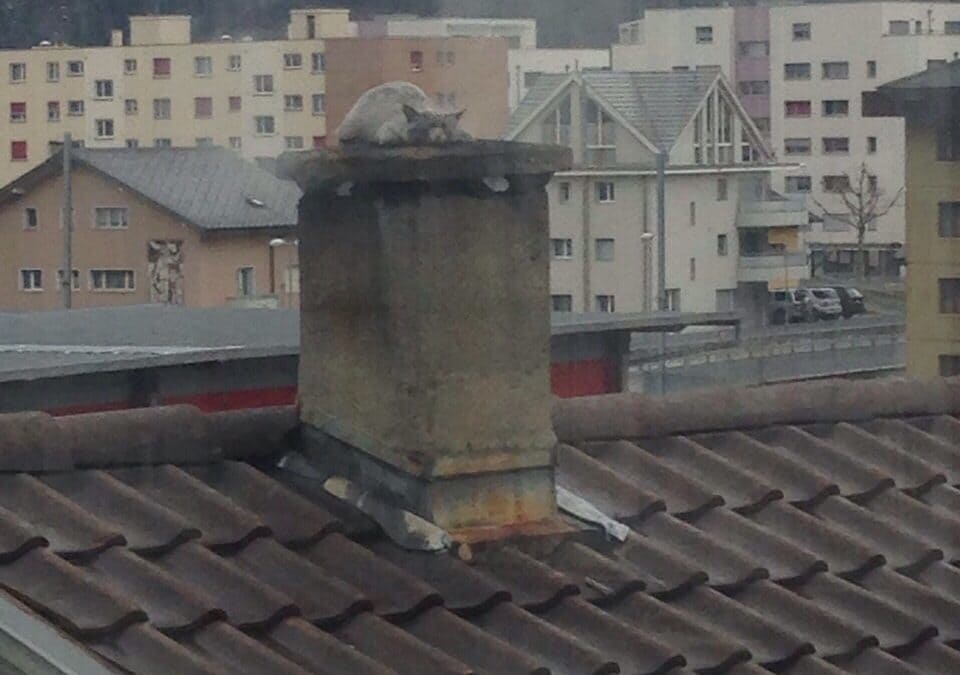 Katzenrettung Kamin