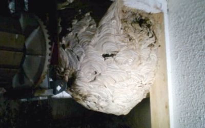 Wespen Sportplatzweg