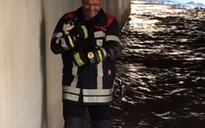 Katzenrettung Kelchbach