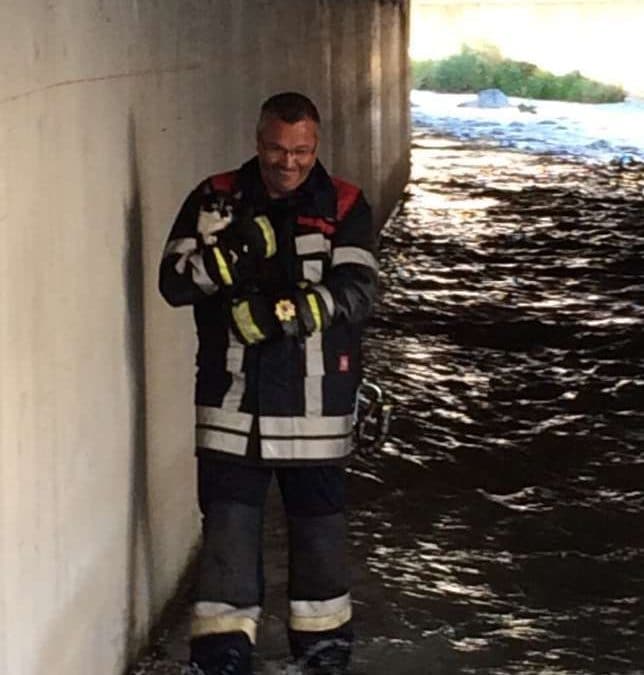 Katzenrettung Kelchbach