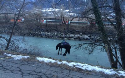 Tierrettung Pferd im Rotten