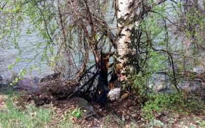 Brand auf der Rottenweri