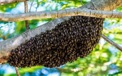 Bienen Kunsthaus zur Linde