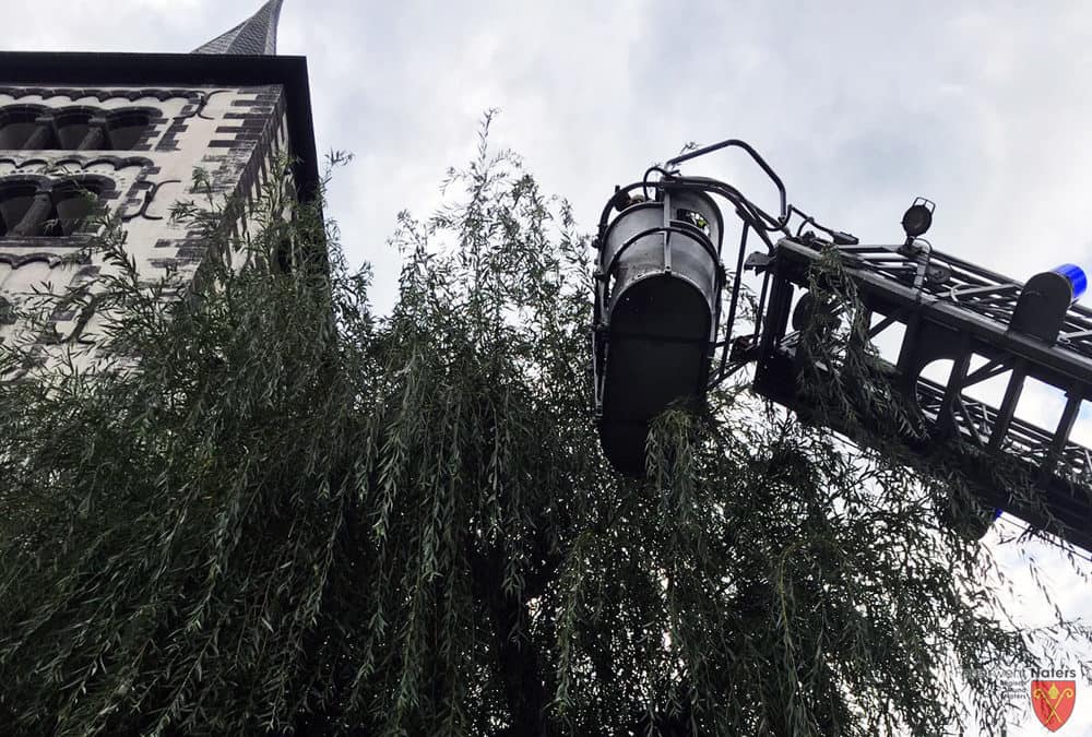 Katzenrettung Kirchplatz